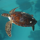 Imagen para el artículo titulado Alguien ha apuñalado en el cuello a docenas de tortugas en una isla de Japón